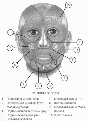 Лицевые мышцы человека